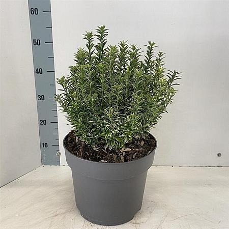 Euonymus jap. 'Aureomarginatus' Pot 10 liter 40 - 50 cm