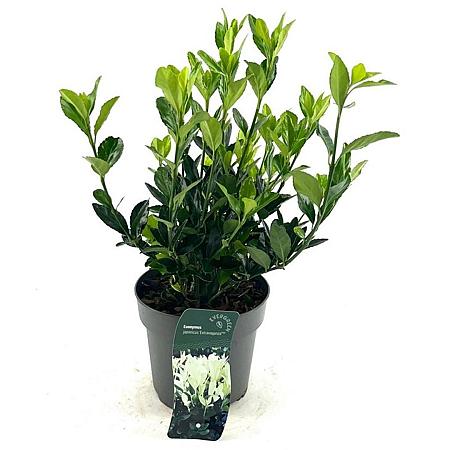 Euonymus jap. Extravaganza Pot 2 Liter 20 - 30 cm