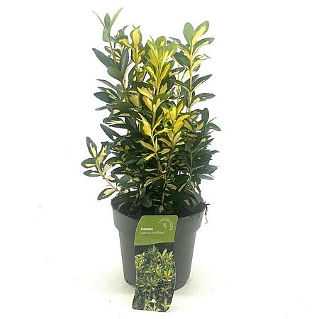 Euonymus jap. 'Gold Queen' Pot 2 Liter 20 - 30 cm