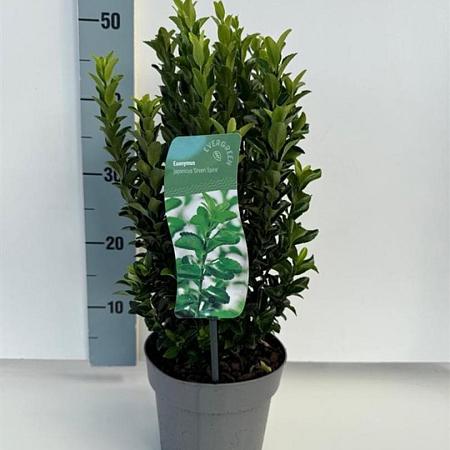 Euonymus jap. 'Green Spire' Pot 2 Liter30 - 40 cm