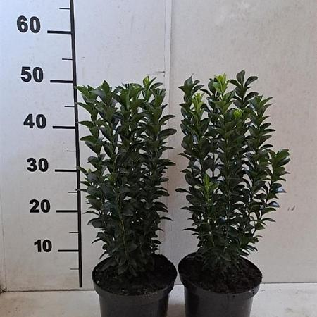 Euonymus jap. 'Green Spire' Pot 2 Liter30 - 40 cm