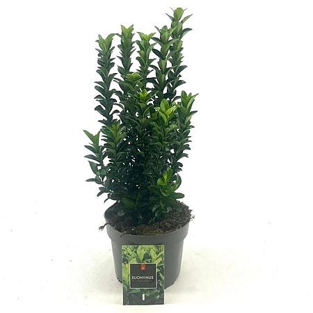 Euonymus jap. 'Green Spire' Pot 2 liter 30-35cm