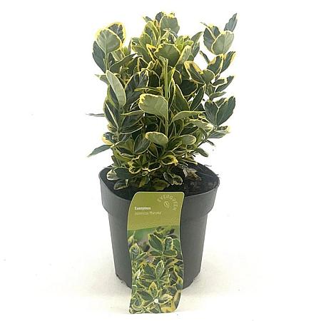 Euonymus jap. Marieke Pot 2 liter 30-35cm