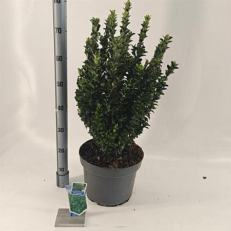 Euonymus jap. 'Microphyllus' Pot 10 liter 40 - 50 cm