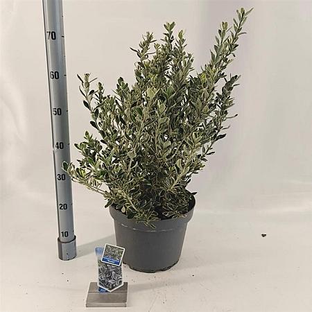 Euonymus jap. 'Susan' Pot 10 liter 40 - 50 cm