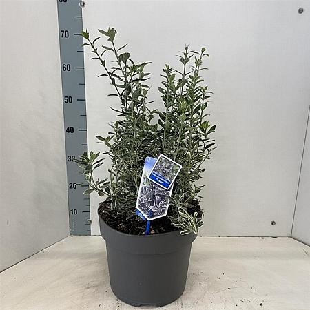 Euonymus jap. 'Susan' Pot 10 liter 40 - 50 cm