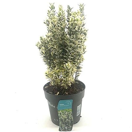 Euonymus jap. 'White Spire' Pot 4 Liter 30 - 40 cm