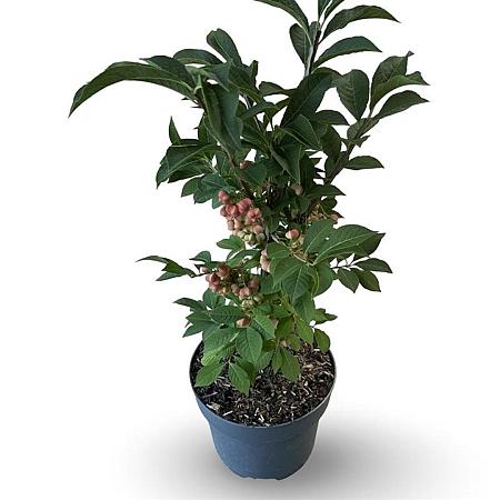 Euonymus phellomanus Pot 4 Liter 30 - 40 cm