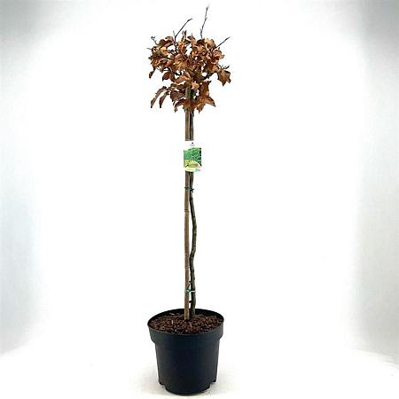 Fagus sylvatica Pot 10 liter Stam 80 cm