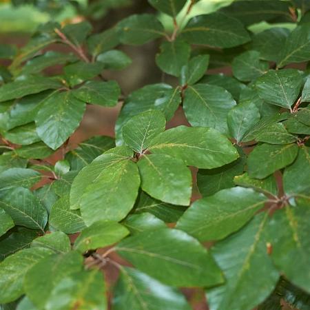 Fagus sylvatica Pot 10 liter Stam 80 cm