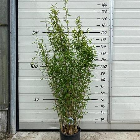 Fargesia nitida 'Volcano' Pot 10 liter 125 - 150 cm
