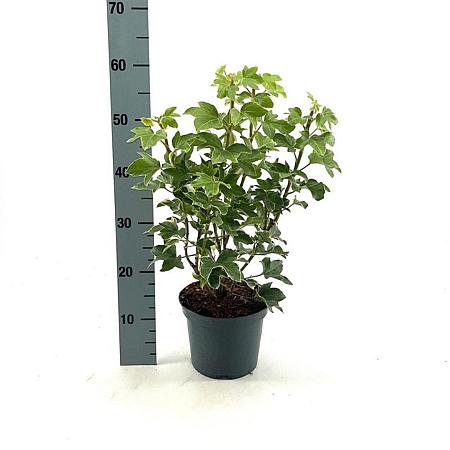 Fatsia japonica 'Variegata' Pot 3 Liter 30 - 40 cm