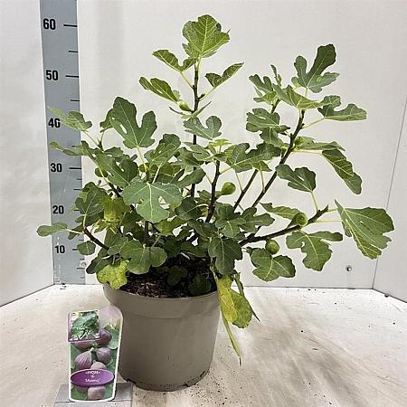 Ficus car. 'Morena' Pot 5 Liter 50 - 60 cm