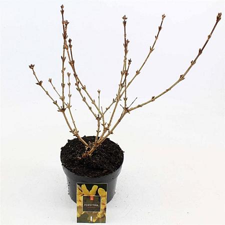 Forsythia 'Goldrausch' Pot 2 Liter30 - 40 cm