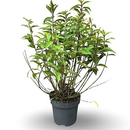 Forsythia int. Week-End Pot 12 liter 80 - 100 cm