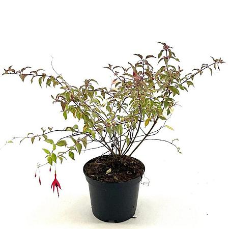 Fuchsia magel. 'Versicolor' Pot 2 liter 25-30cm