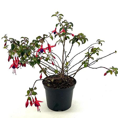 Fuchsia 'Mrs Popple' Pot 2 liter 25-30cm