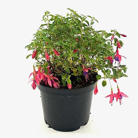 Fuchsia 'Tom Thumb' Pot 2 liter 25-30cm