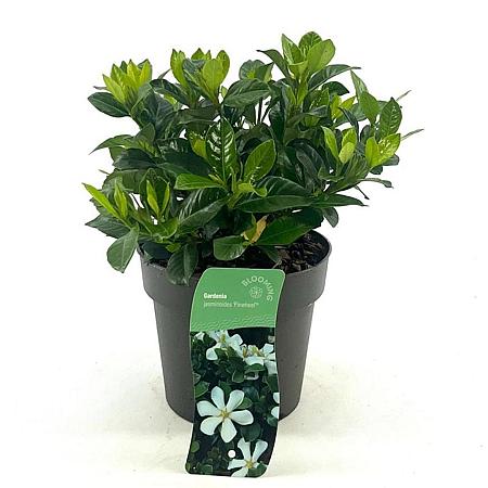 Gardenia jasm. Pinwheel Pot 2 Liter 20 - 30 cm