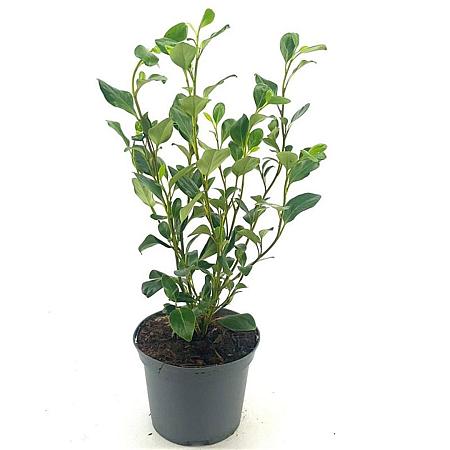 Griselinia littor. Green Horizon Pot 2 Liter30 - 40 cm