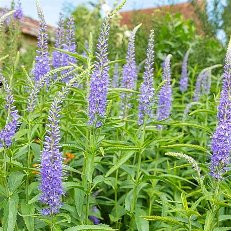 Hebe 'Sapphire' Pot 2 liter 25-30cm