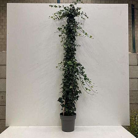 Hedera hibernica Pot 12 liter 175 - 200 cm