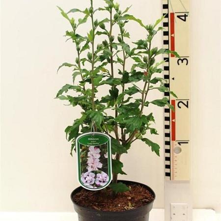 Hibiscus syr. 'Lady Stanley' Pot 3 Liter 40 - 50 cm