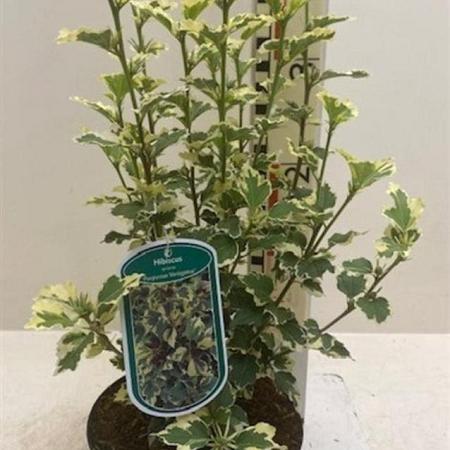 Hibiscus syr.'Purpureus Variegatus' Pot 3 Liter 40 - 50 cm