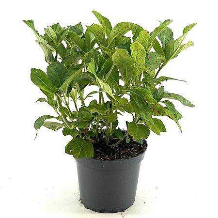 Hydrangea m. 'Mariesii Perfecta' Pot 3 Liter 30 - 40 cm