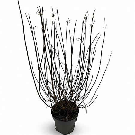 Hydrangea pan. 'Limelight' Pot 12 liter 80 - 100 cm