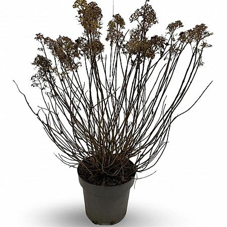 Hydrangea pan. Little Lime Pot 12 liter 60 - 80 cm