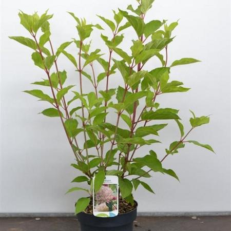 Hydrangea pan. 'Phantom' Pot 70 Liter Stam 80 cm