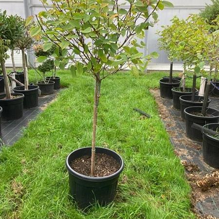 Hydrangea pan. 'Phantom' Pot 70 Liter Stam 80 cm