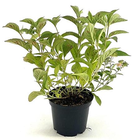 Hydrangea serrata koreana Pot 3 Liter 30 - 40 cm