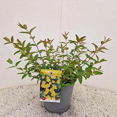Hypericum 'Hidcote' Pot 2 liter 30-35cm