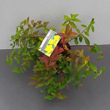 Hypericum 'Hidcote' Pot 2 liter 30-35cm