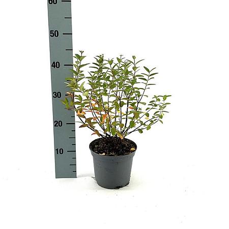 Hypericum 'Hidcote' Pot 2 liter 30-35cm