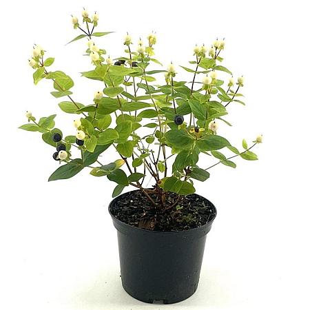 Hypericum Miracle Blizz Pot 2 liter 25-30cm