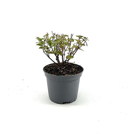 Hypericum Miracle Blossom Pot 2 Liter 20 - 30 cm
