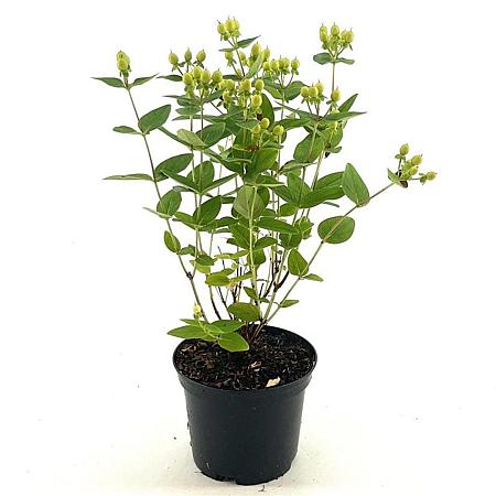 Hypericum Miracle Pistache Pot 2 liter 25-30cm