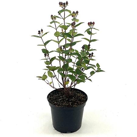 Hypericum Miracle Wonder Pot 2 liter 30-35cm