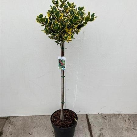 Ilex altacl. 'Golden King' Pot 10 liter Stam 80 cm