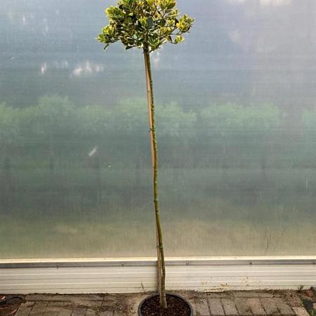 Ilex altacl. 'Golden King' Pot 25 liter Stam 160 cm