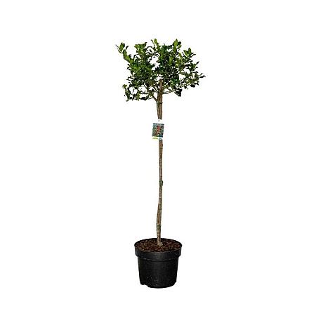 Ilex aq. 'Alaska' Pot 10 liter Stam 80 cm