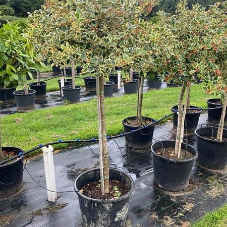 Ilex aq. 'Argentea Marginata' Pot 70 Liter Stam 80 cm