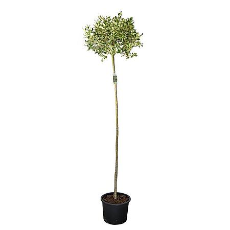 Ilex aq. 'Argentea Marginata' Pot 25 liter Stam 160 cm