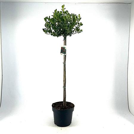 Ilex aq. 'J.C. van Tol' Pot 10 liter Stam 80 cm