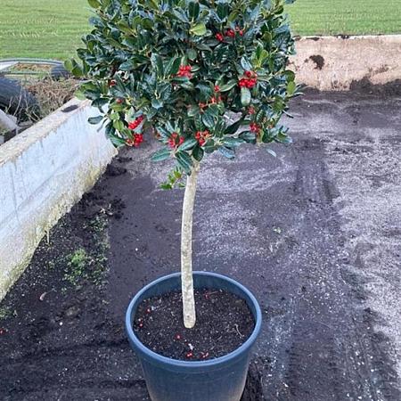 Ilex aq. 'J.C. van Tol' Pot 70 Liter Stam 80 cm