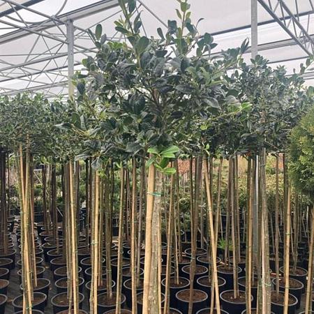Ilex aq. 'J.C. van Tol' Pot 25 liter Stam 160 cm