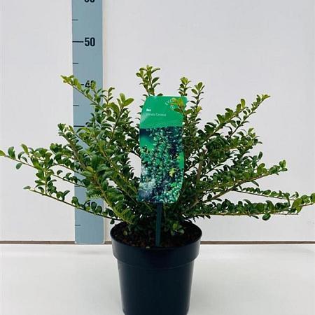 Ilex crenata 'Convexa' Pot 2 liter 25-30cm